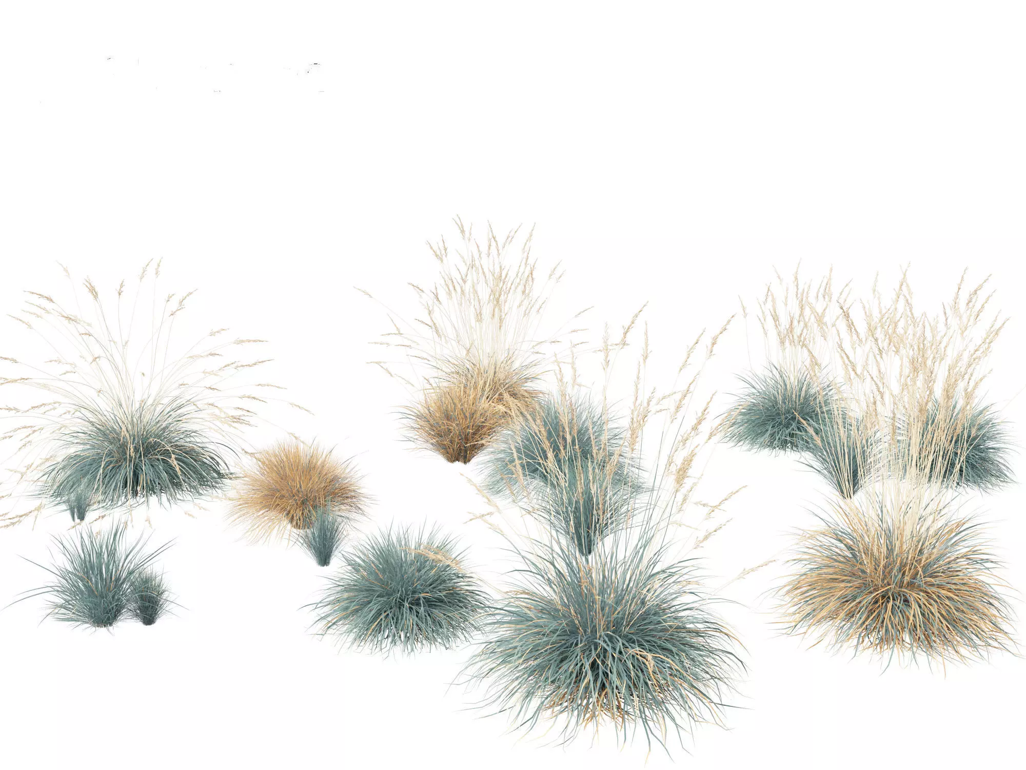 Helictotrichon sempervirens - Blue oat grass 01 3D model_0