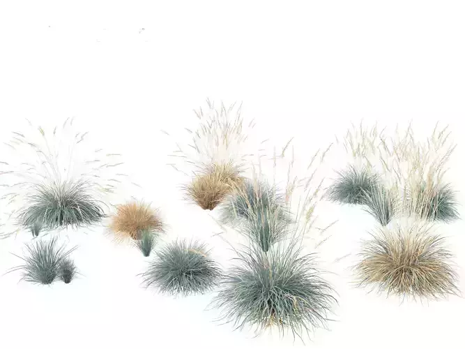 Helictotrichon sempervirens - Blue oat grass 01 3D model