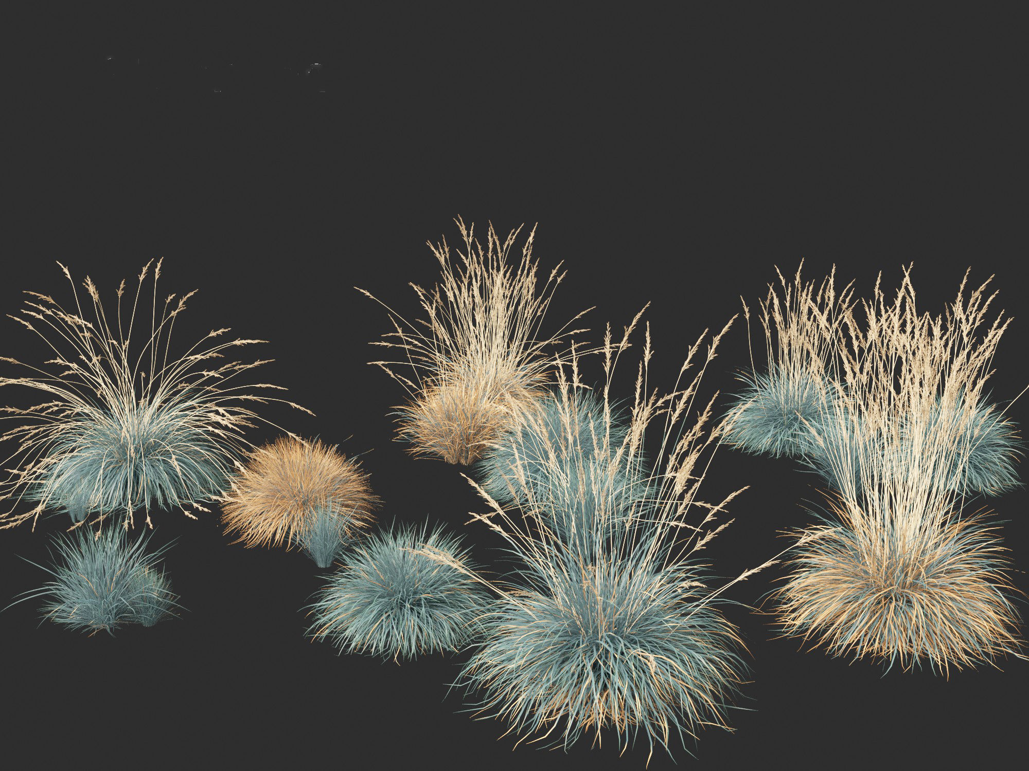 Helictotrichon sempervirens - Blue oat grass 01 3D model_1