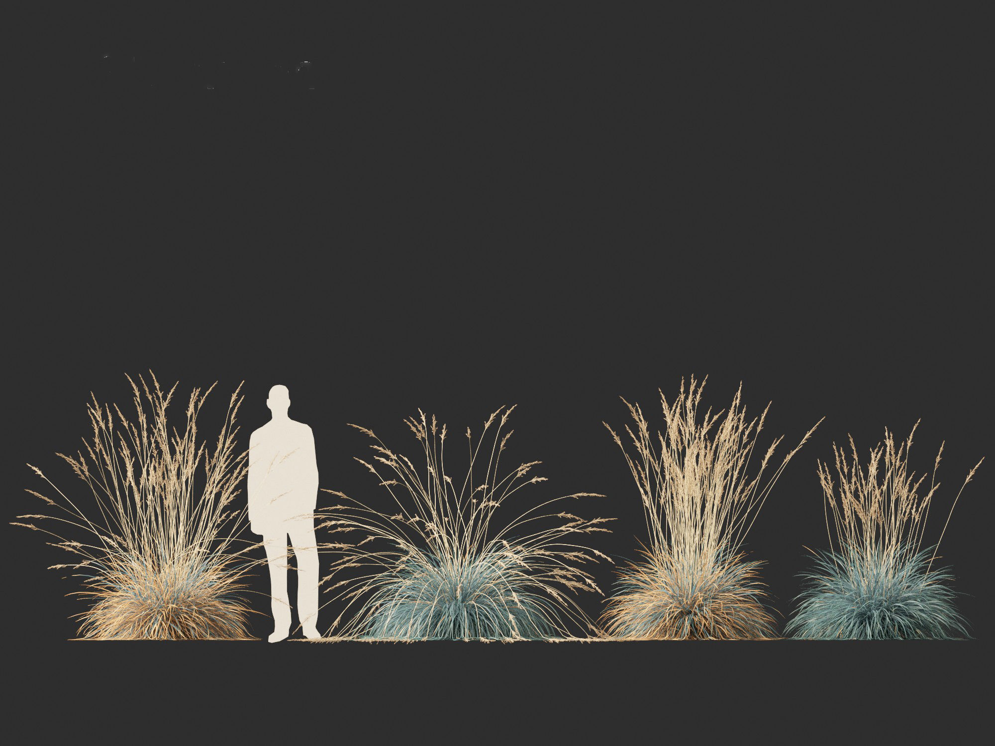 Helictotrichon sempervirens - Blue oat grass 01 3D model_7