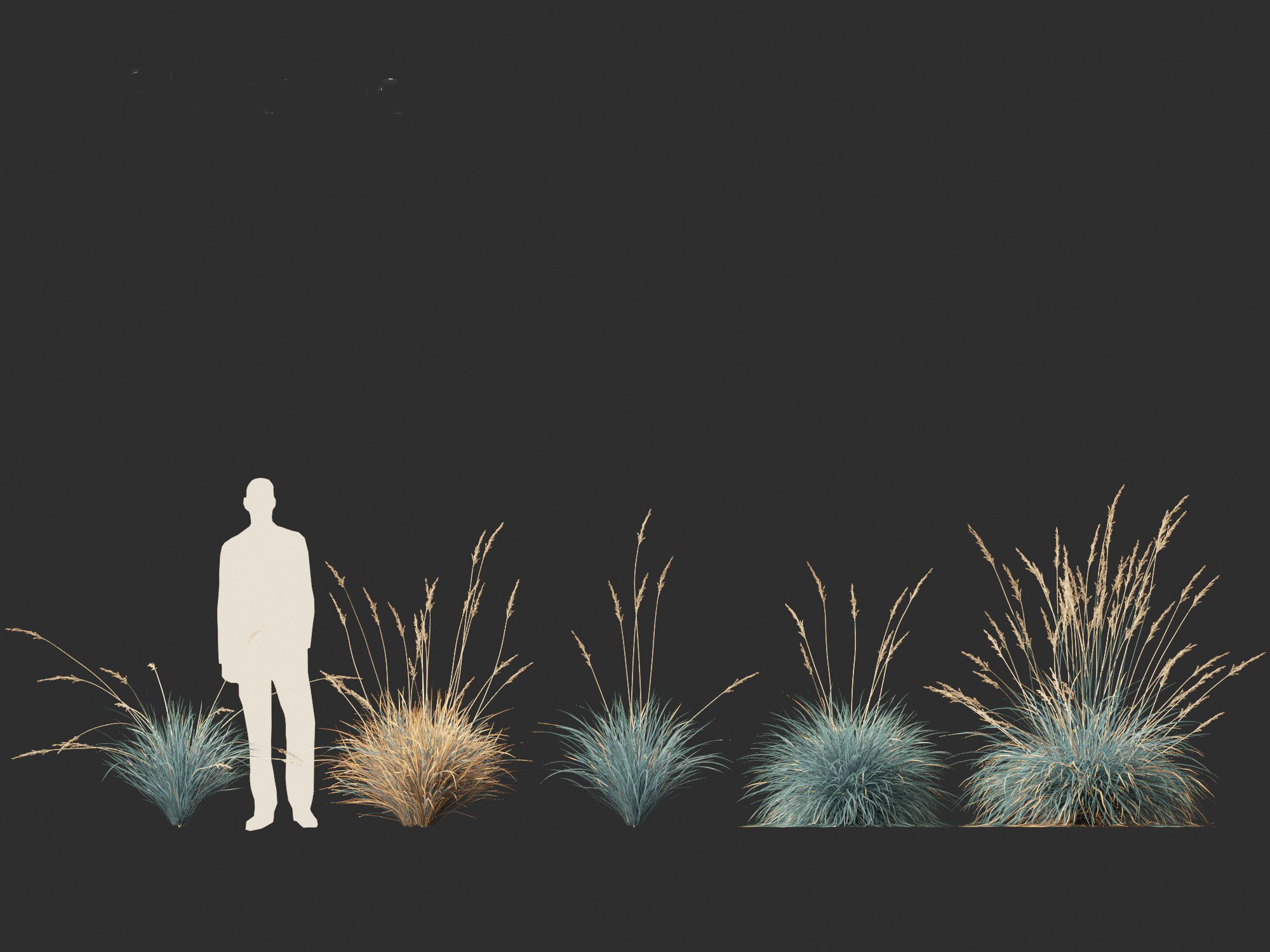 Helictotrichon sempervirens - Blue oat grass 01 3D model_5