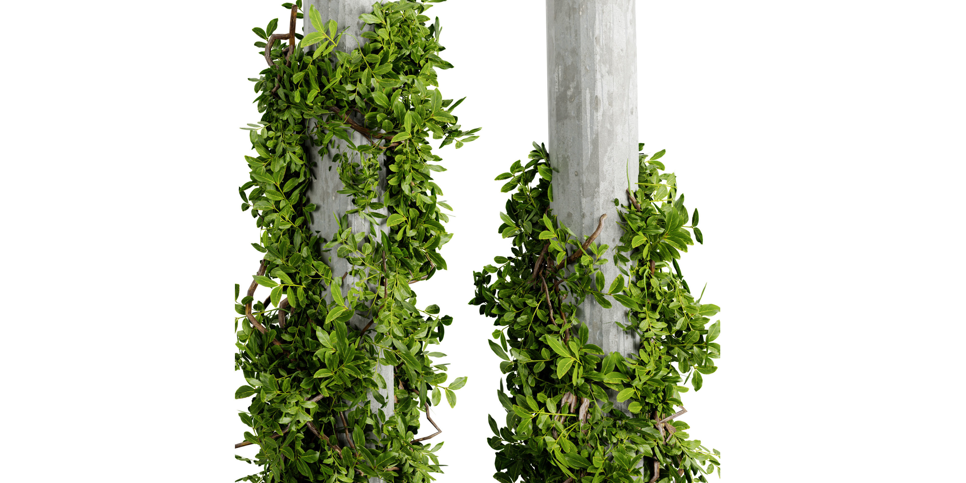 Collection plant vol 518 - blender model 3D model_3