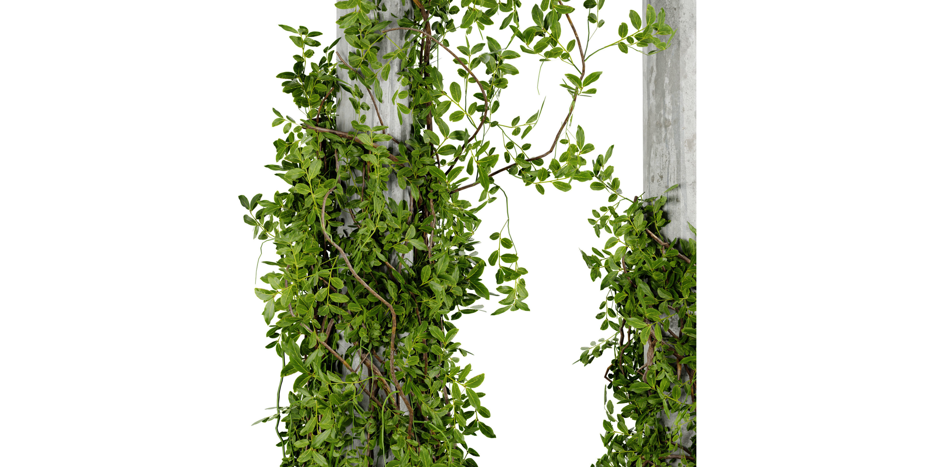 Collection plant vol 518 - blender model 3D model_2