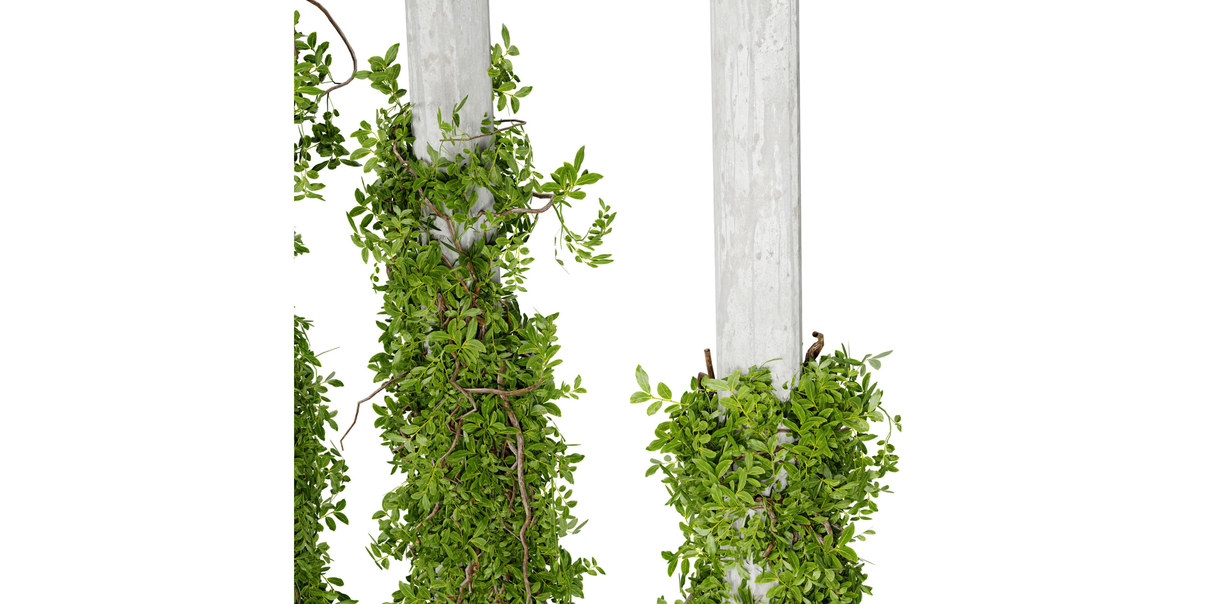 Collection plant vol 518 - blender model 3D model_5