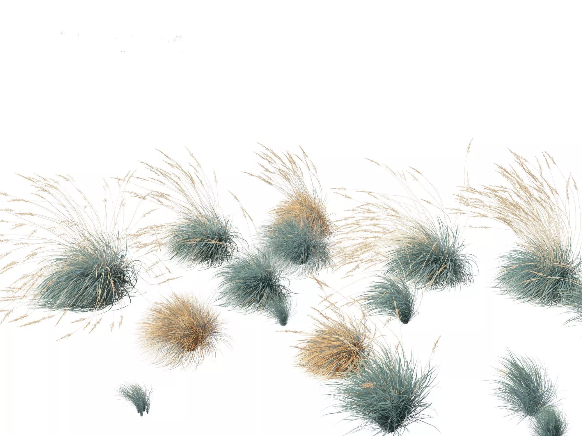 Helictotrichon sempervirens - Blue oat grass 02 3D model_0