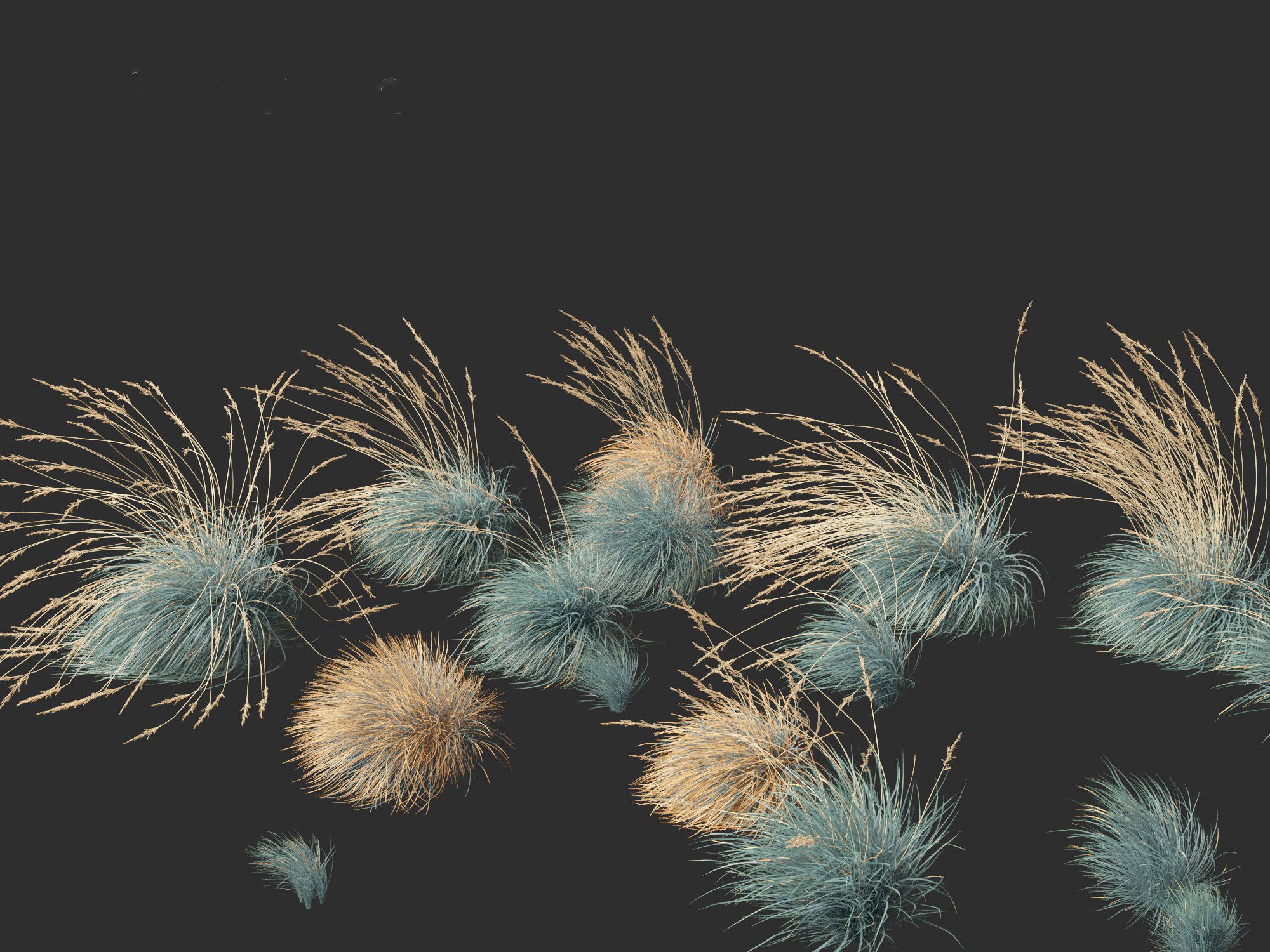 Helictotrichon sempervirens - Blue oat grass 02 3D model_1