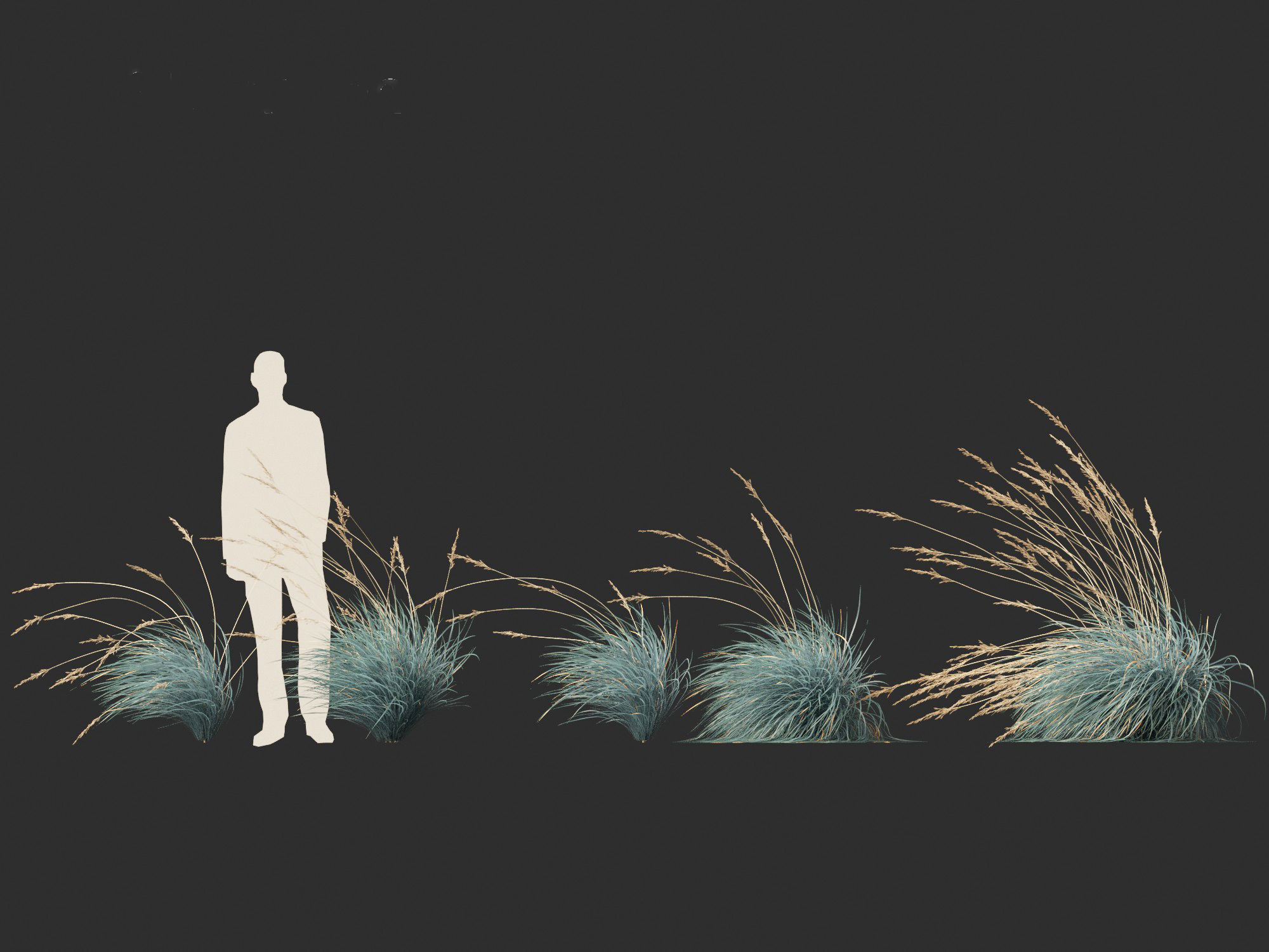 Helictotrichon sempervirens - Blue oat grass 02 3D model_5