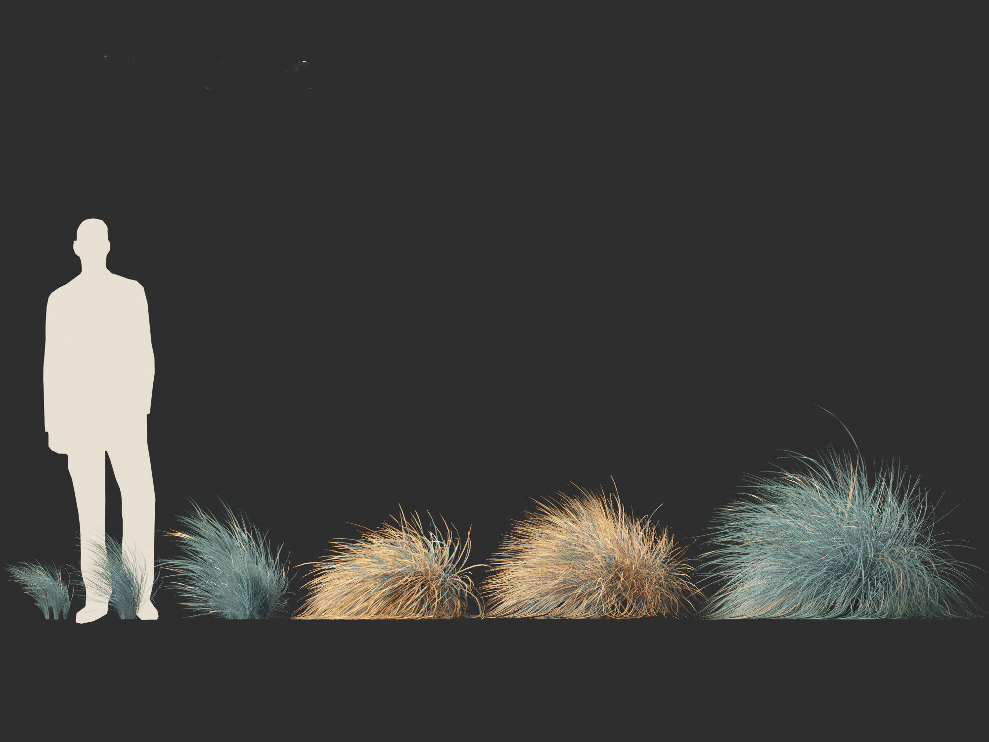 Helictotrichon sempervirens - Blue oat grass 02 3D model_3