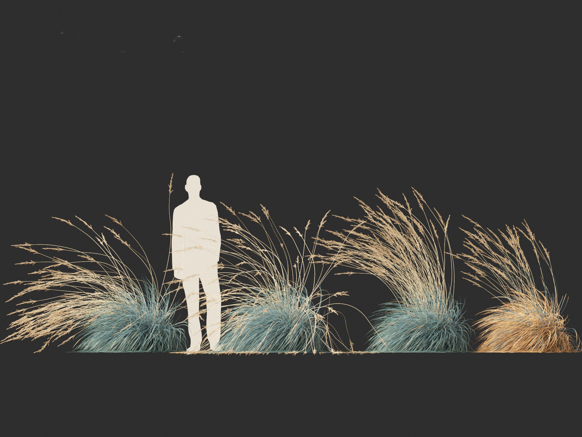 Helictotrichon sempervirens - Blue oat grass 02 3D model_7