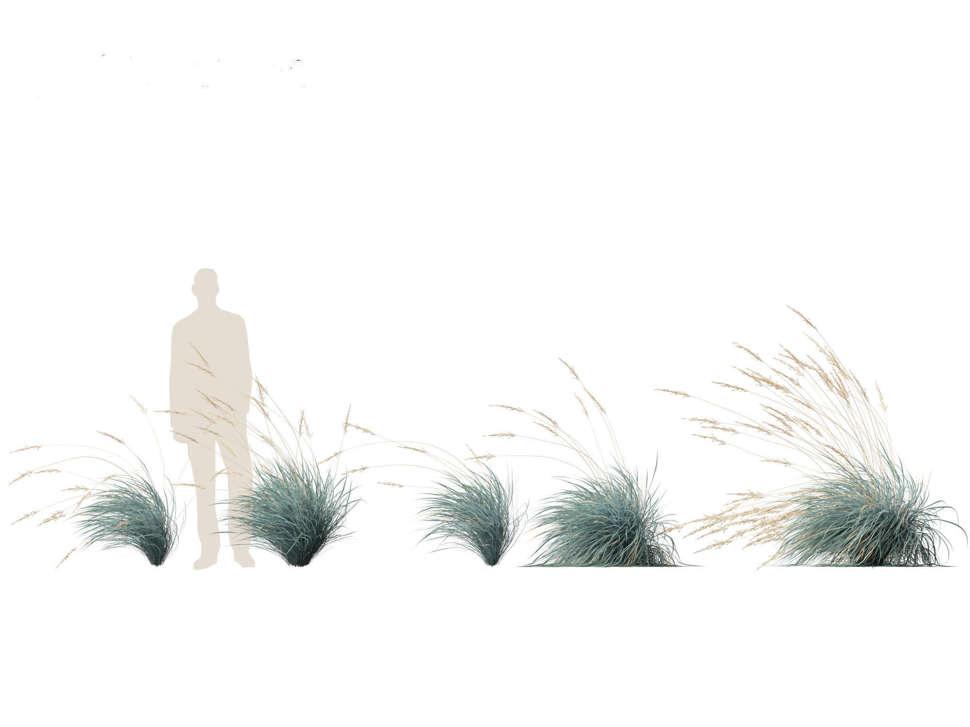 Helictotrichon sempervirens - Blue oat grass 02 3D model_4