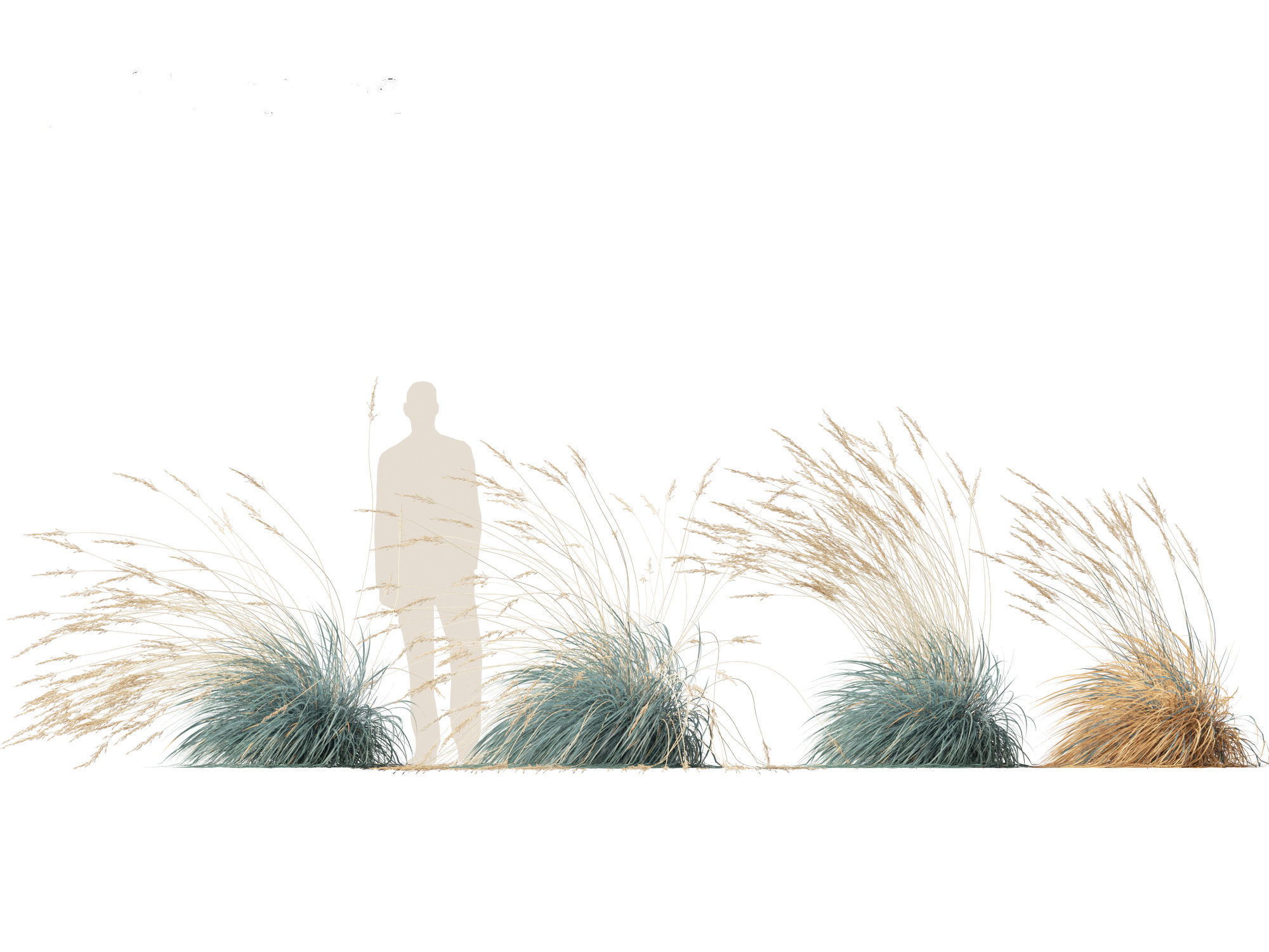 Helictotrichon sempervirens - Blue oat grass 02 3D model_6