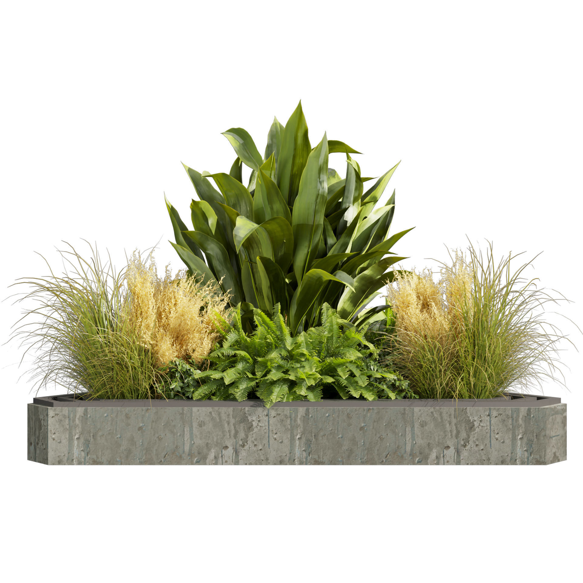 Collection plant vol 519 - garden - pampas - banana  3D model_1