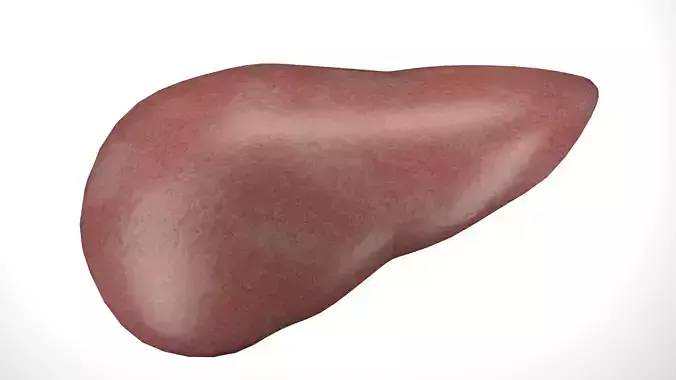 liver