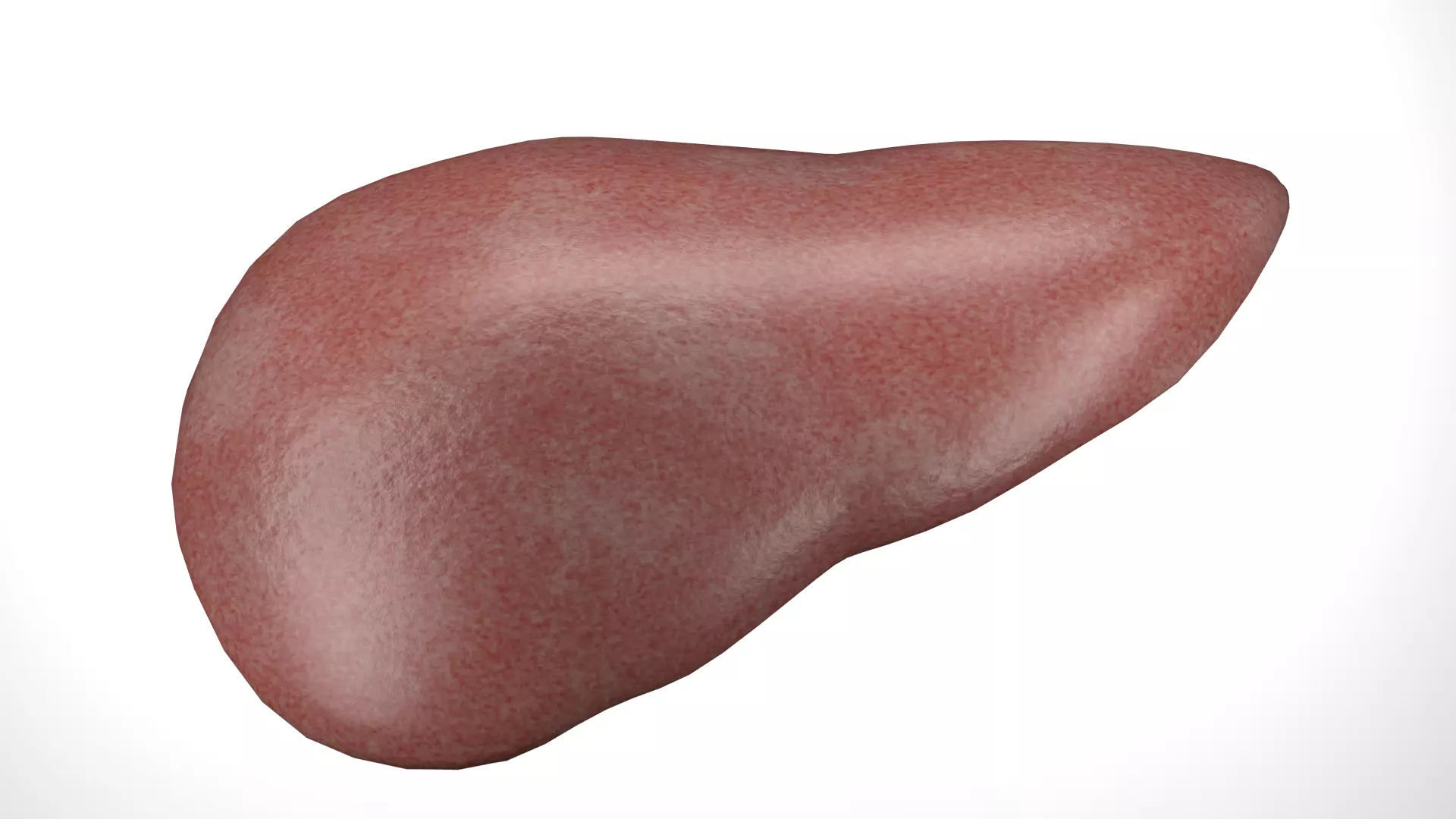 liver 3D model
