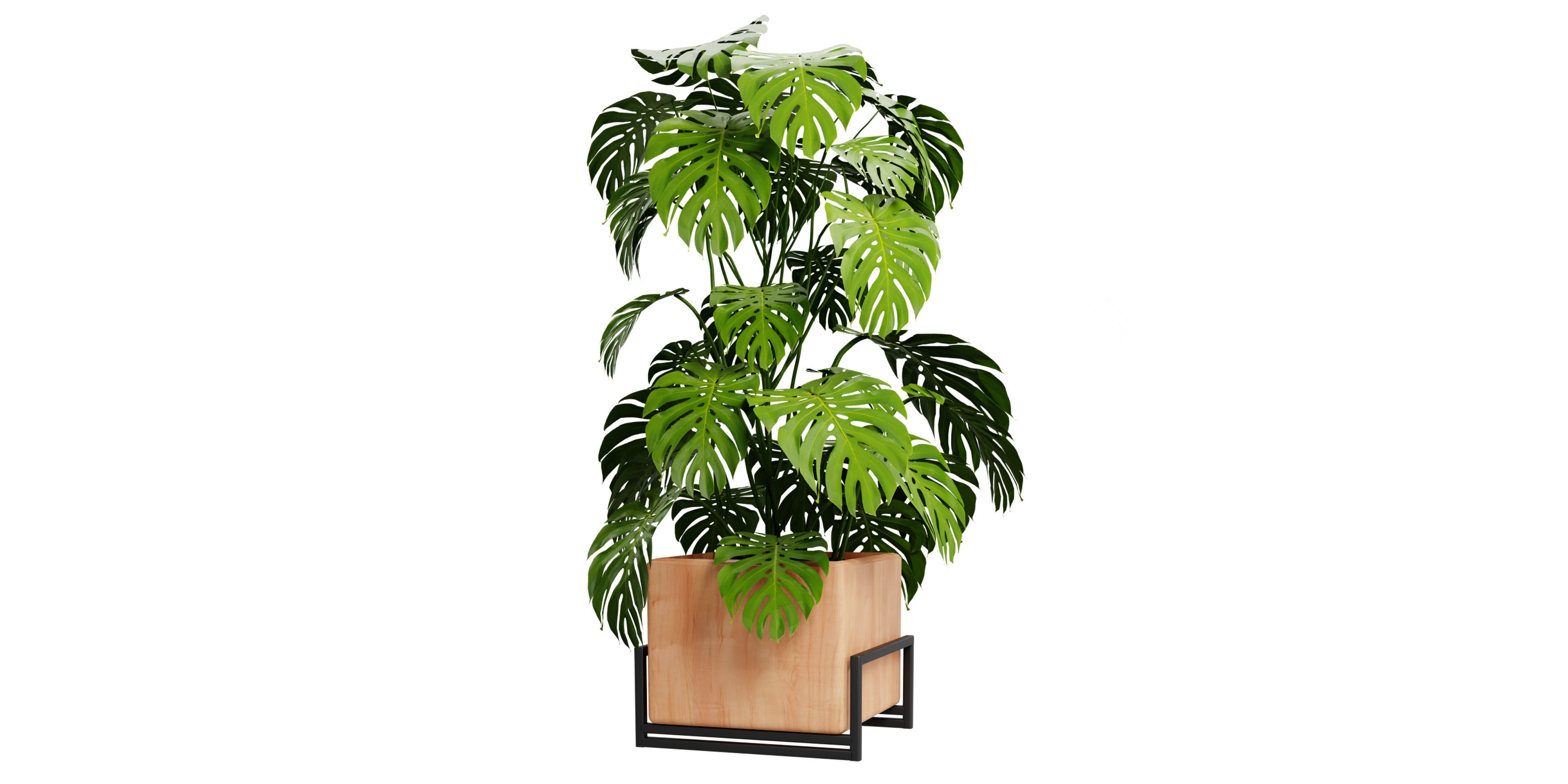 Collection plant vol 520 - blender model 3D model_5