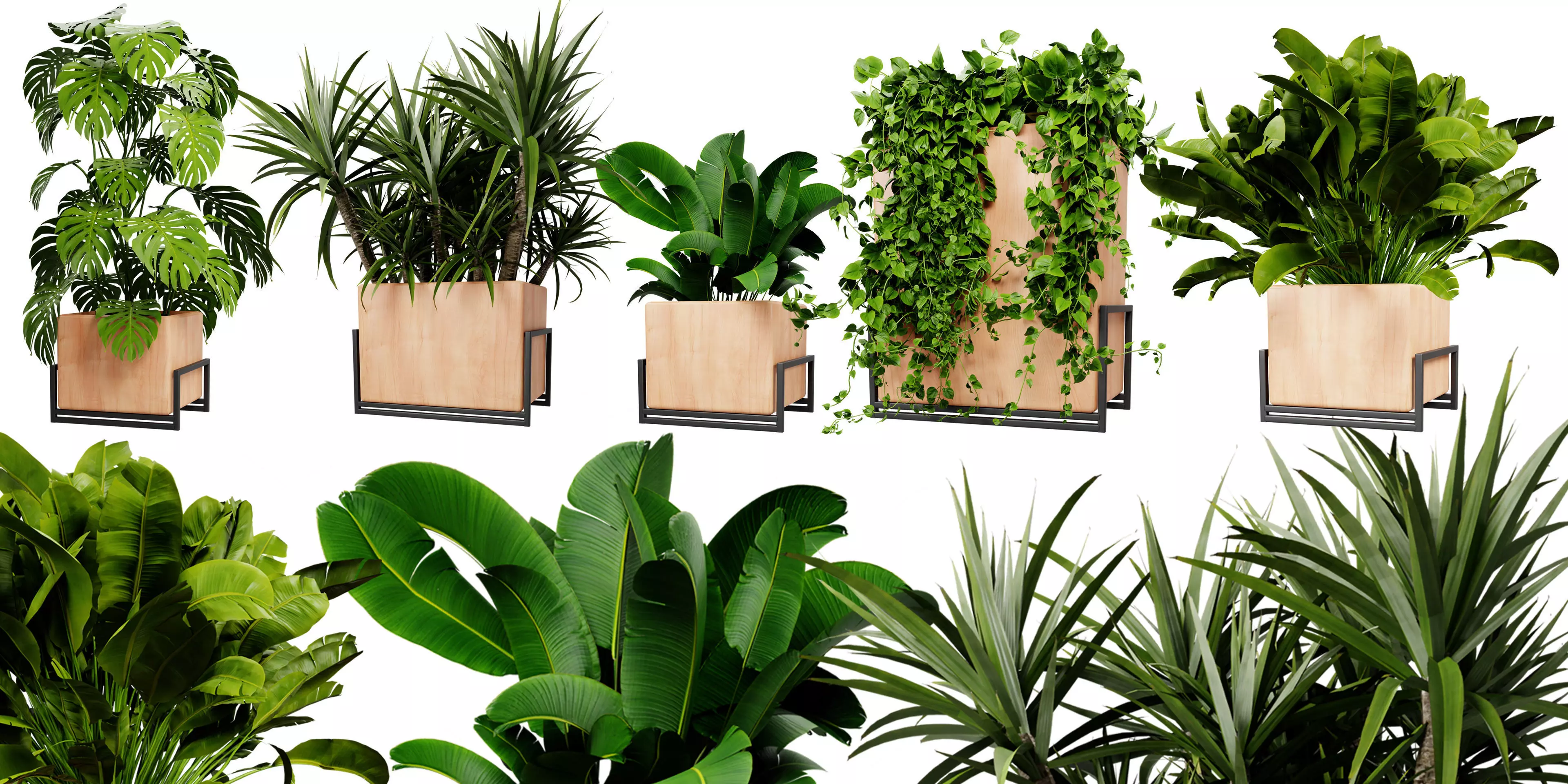 Collection plant vol 520 - blender model 3D model_0