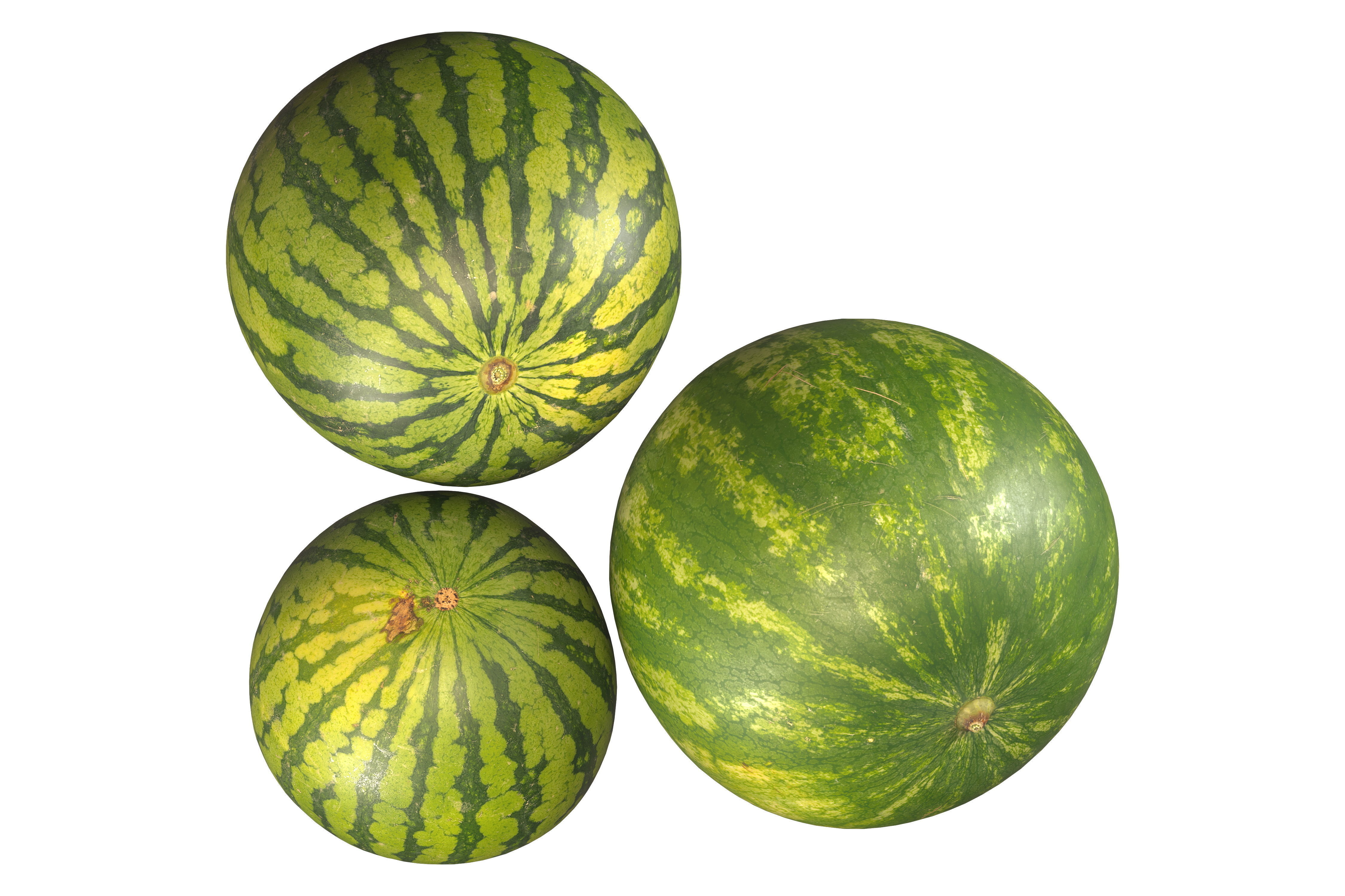 watermelon 3D model_1