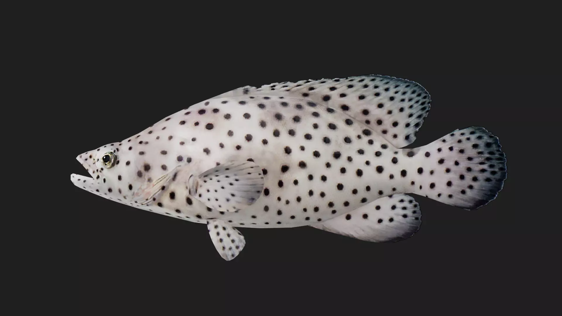 Grouper Low-poly 3D model_0