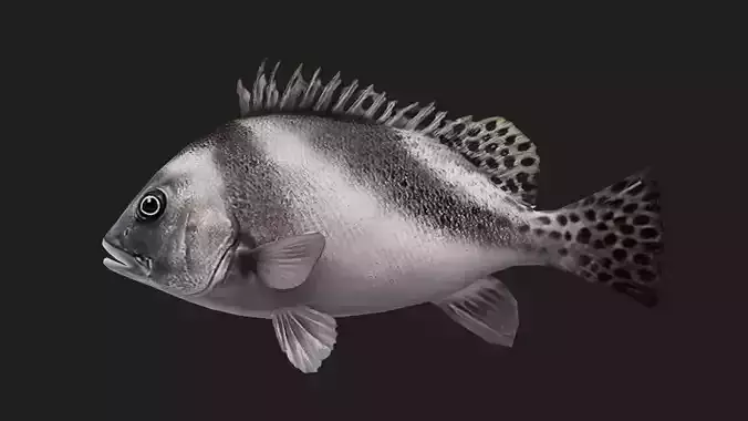 Bass fish Low-poly 3D model