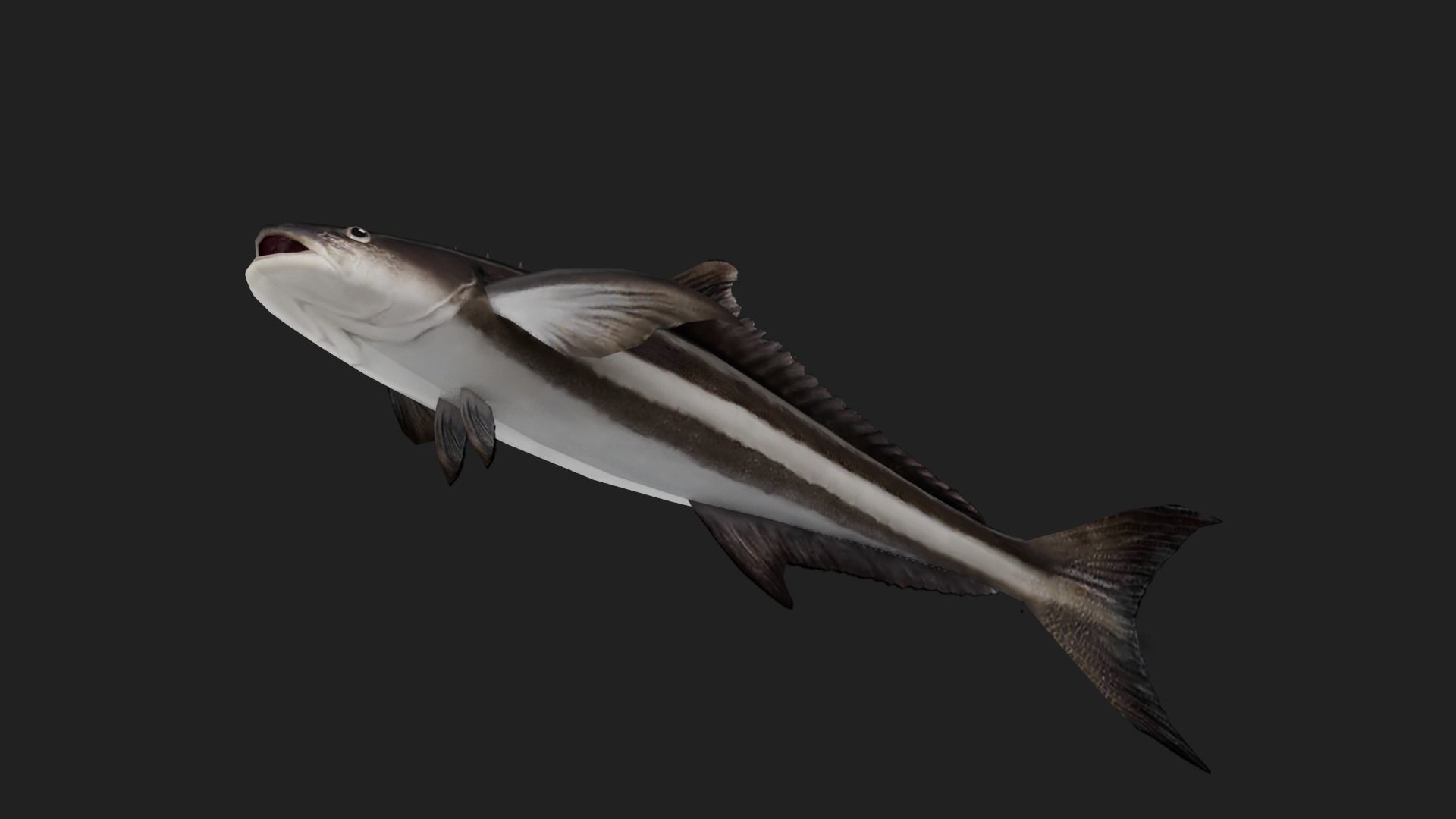 Bass fish Low-poly 3D model_4