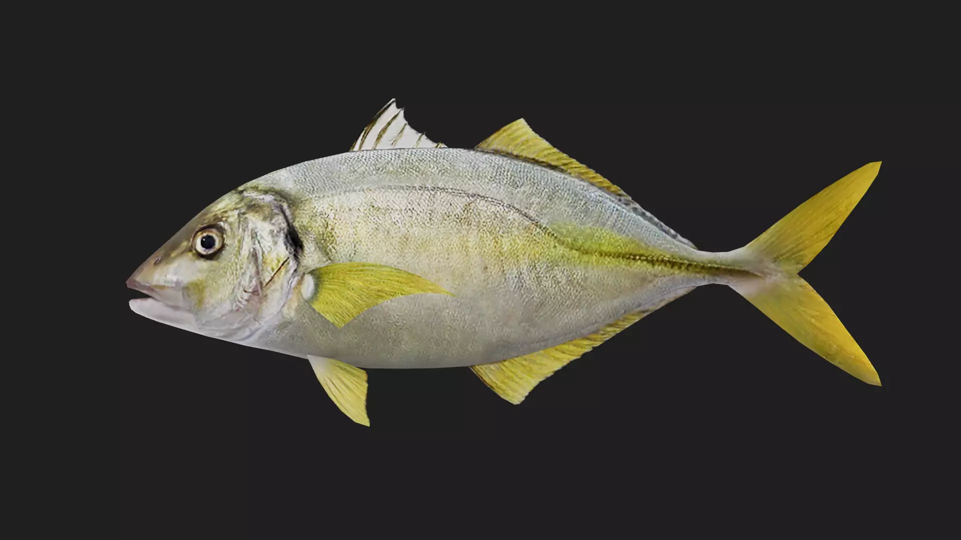 Trevally Low-poly 3D model
