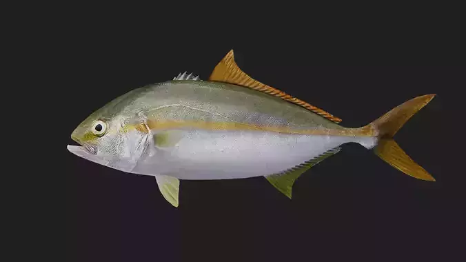 Trevally Low-poly 3D model