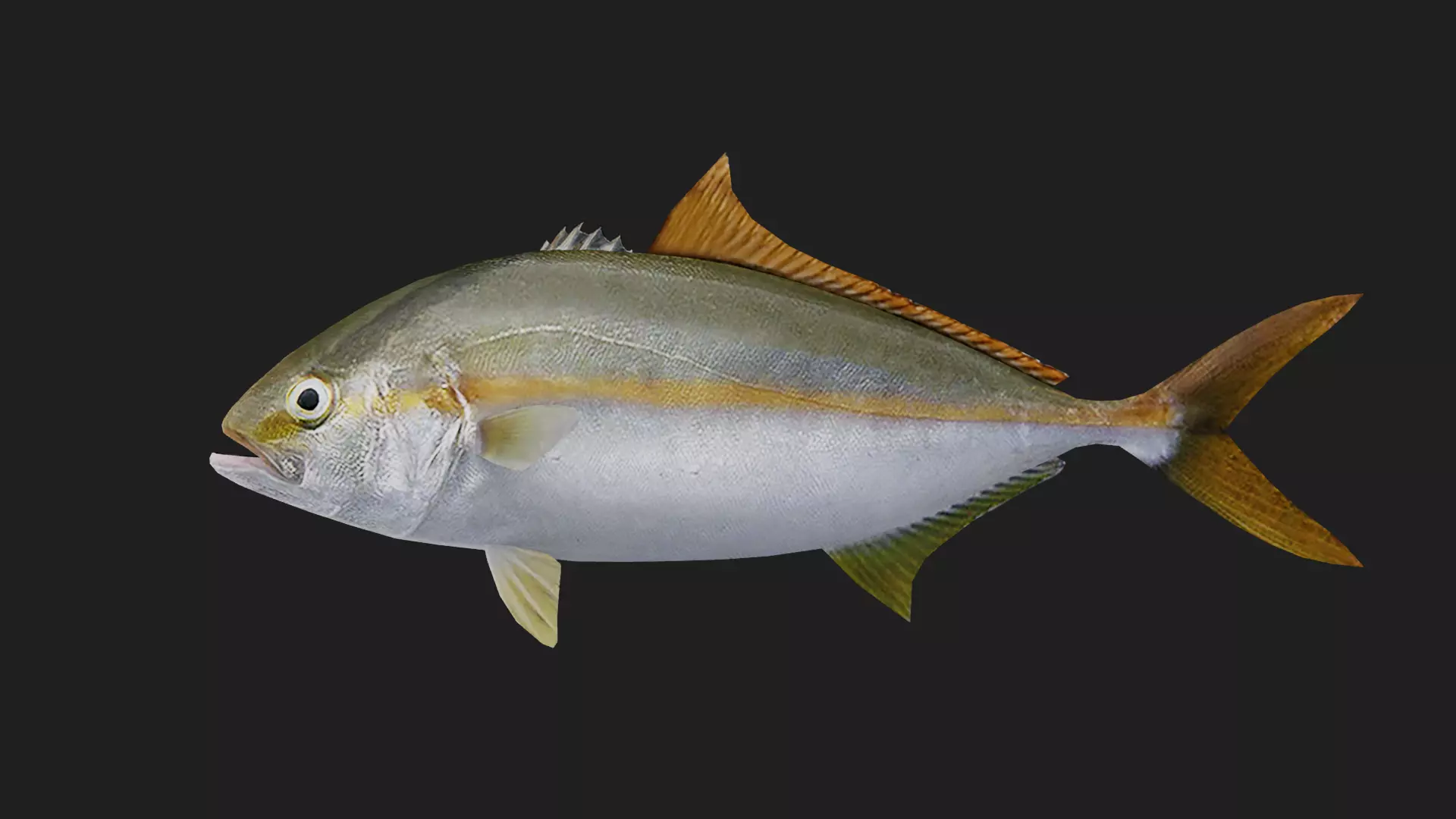 Trevally Low-poly 3D model_0