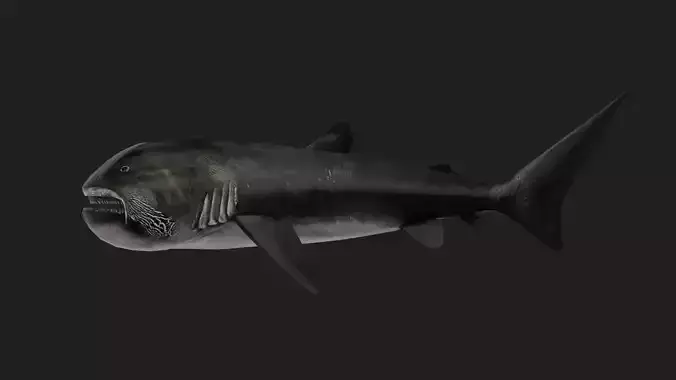 Shark Low-poly 3D model