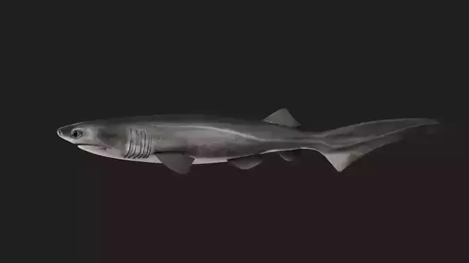 Shark Low-poly 3D model