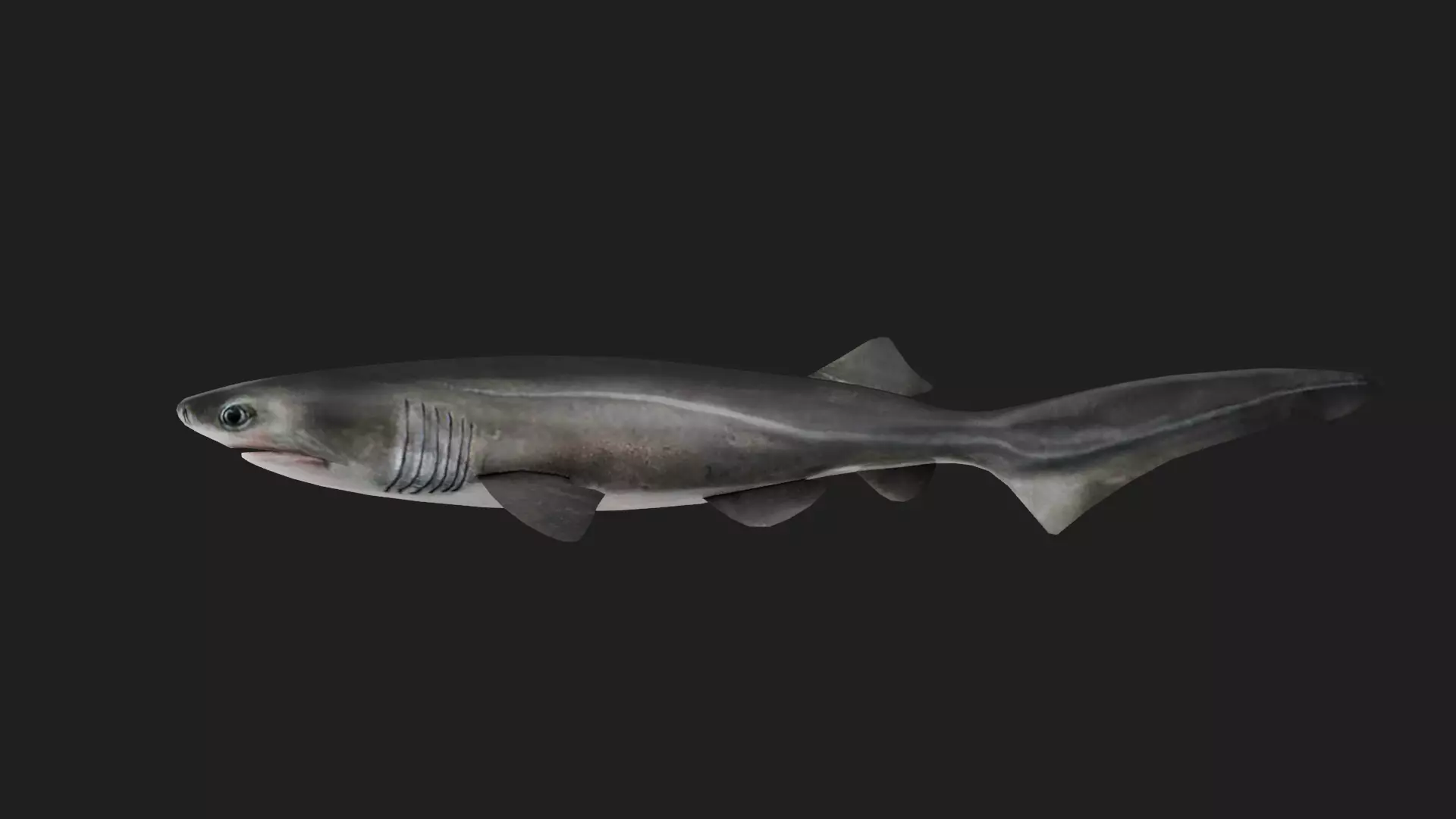 Shark Low-poly 3D model_0
