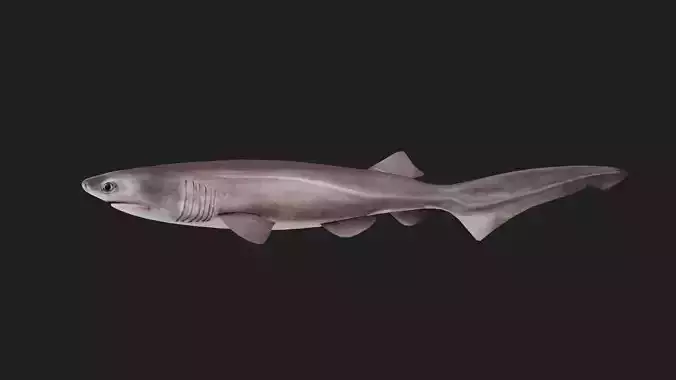 Shark Low-poly 3D model