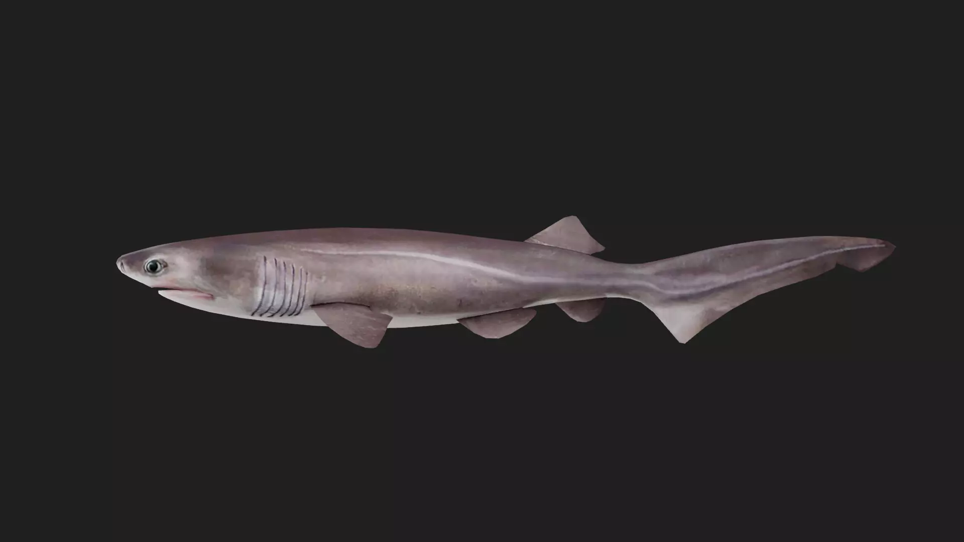 Shark Low-poly 3D model_0