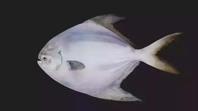 Pomfret Low-poly 3D model