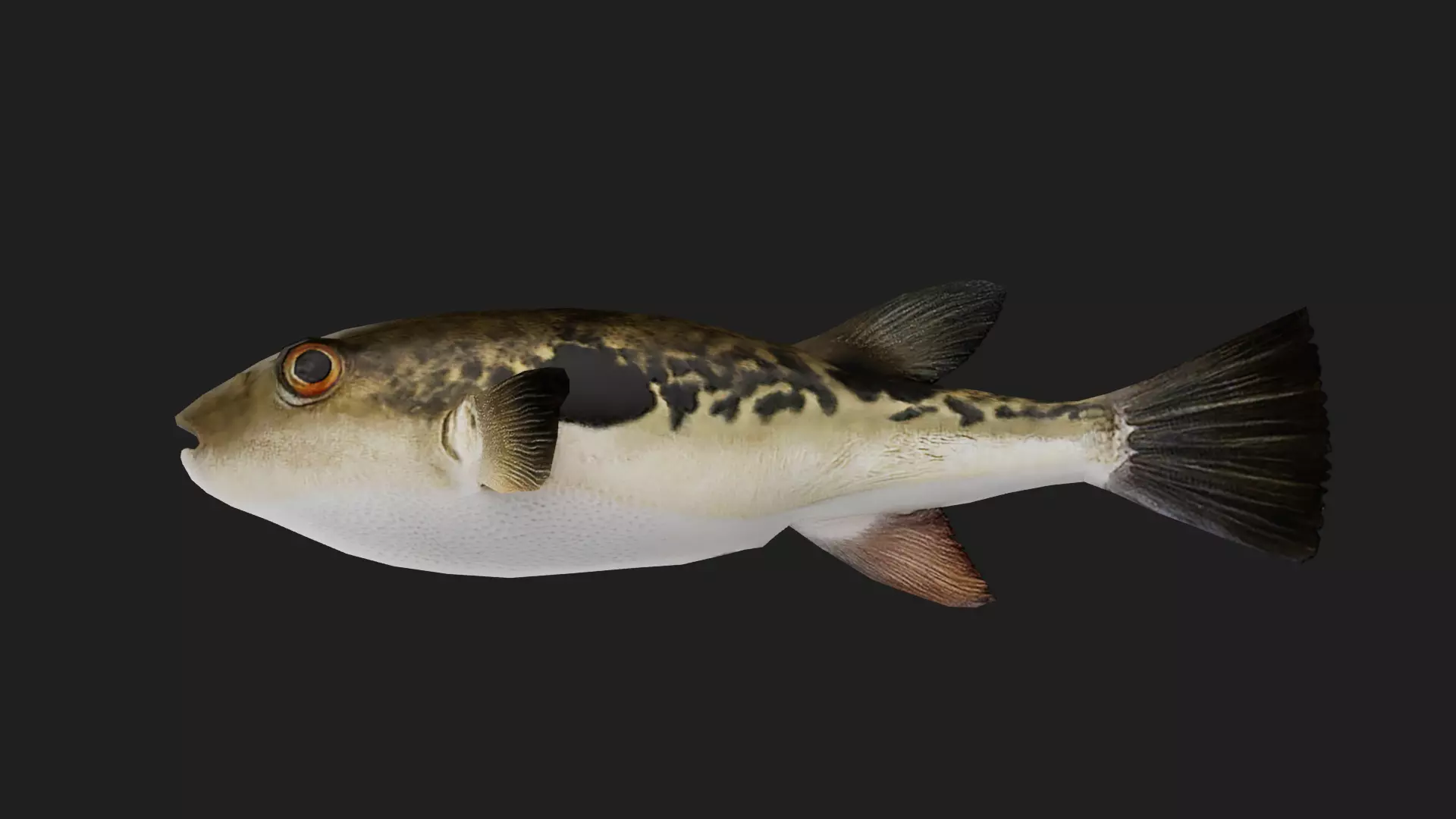 Filefish Low-poly 3D model_0