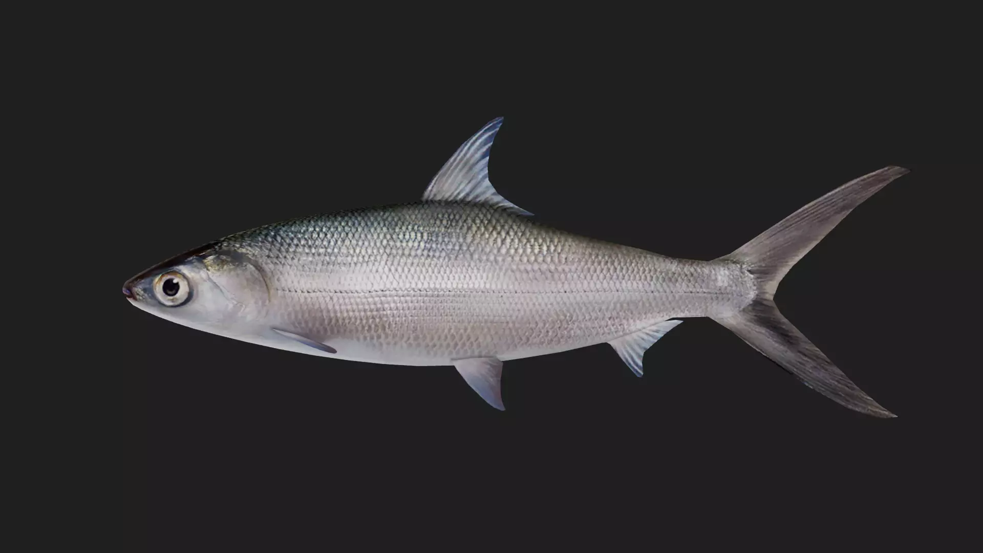 Chanos Low-poly 3D model_0