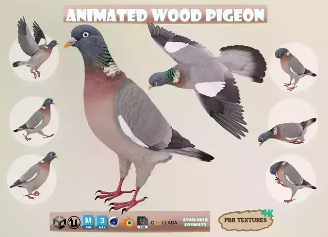 Realistic Animated Wood Pigeon Low-poly 3D model
