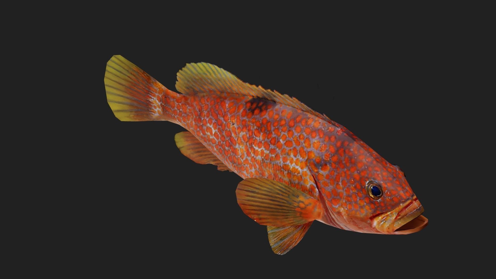 Bass fish Low-poly 3D model_2