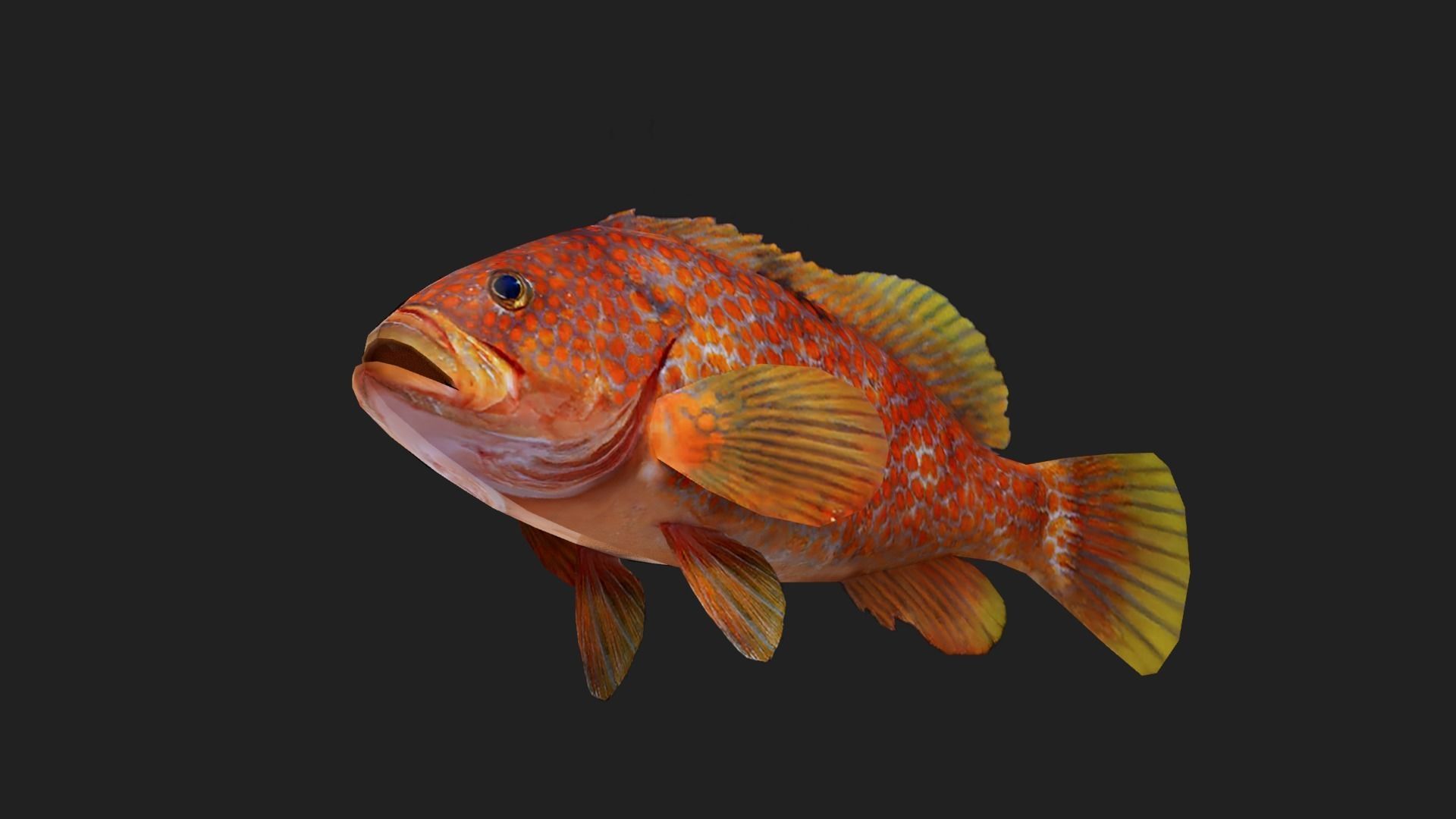 Bass fish Low-poly 3D model_4