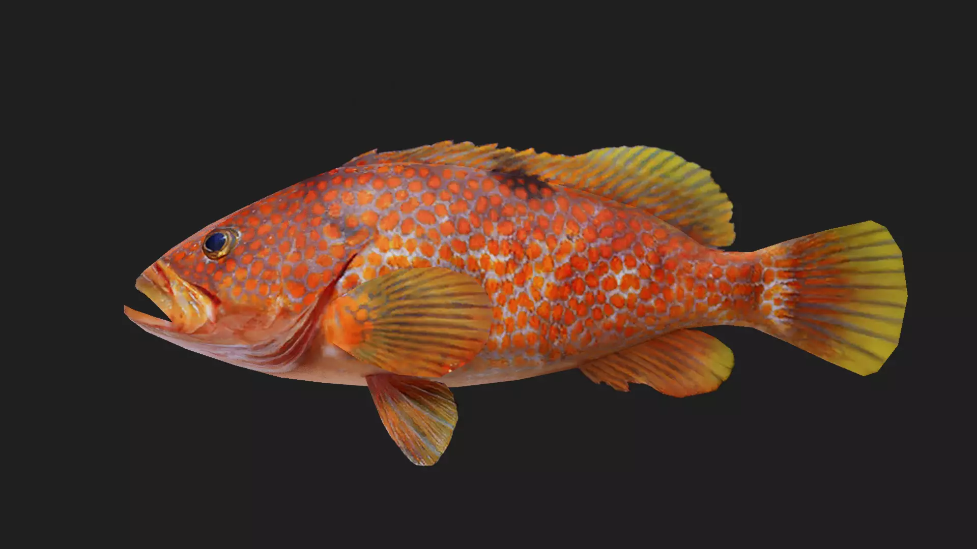 Bass fish Low-poly 3D model_0