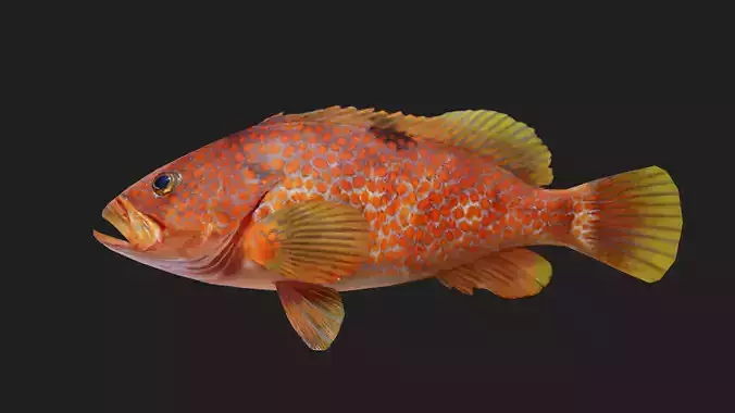 Bass fish Low-poly 3D model