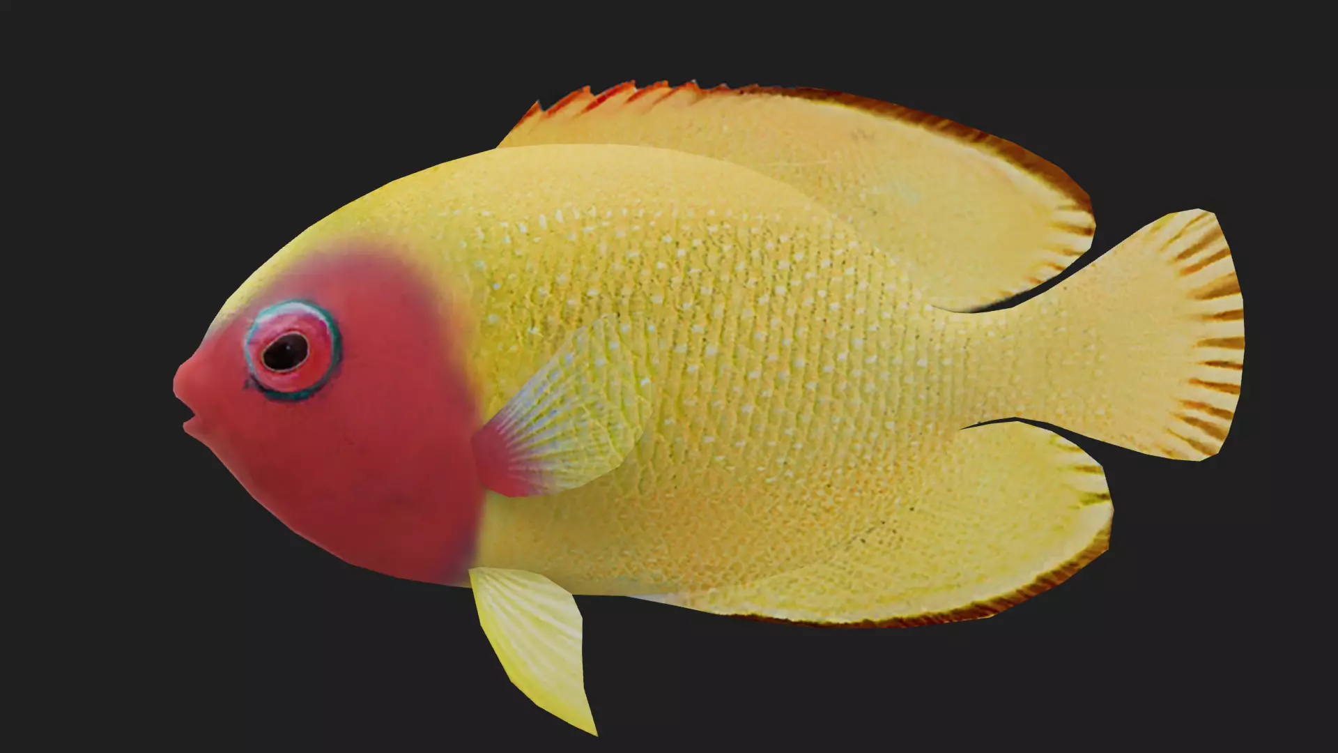 Bass fish Low-poly 3D model_0