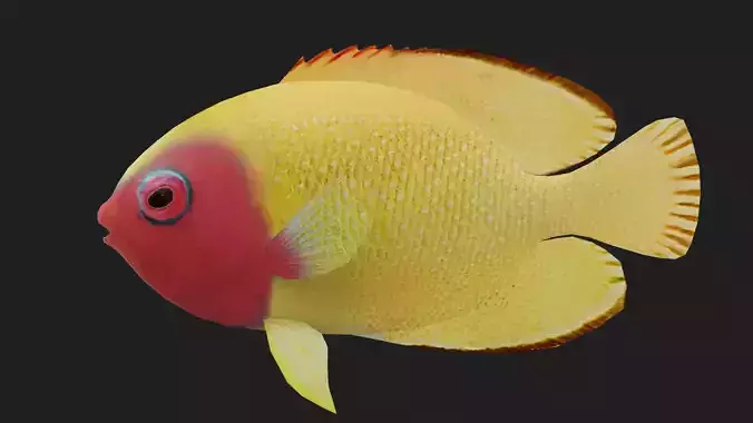 Bass fish Low-poly 3D model