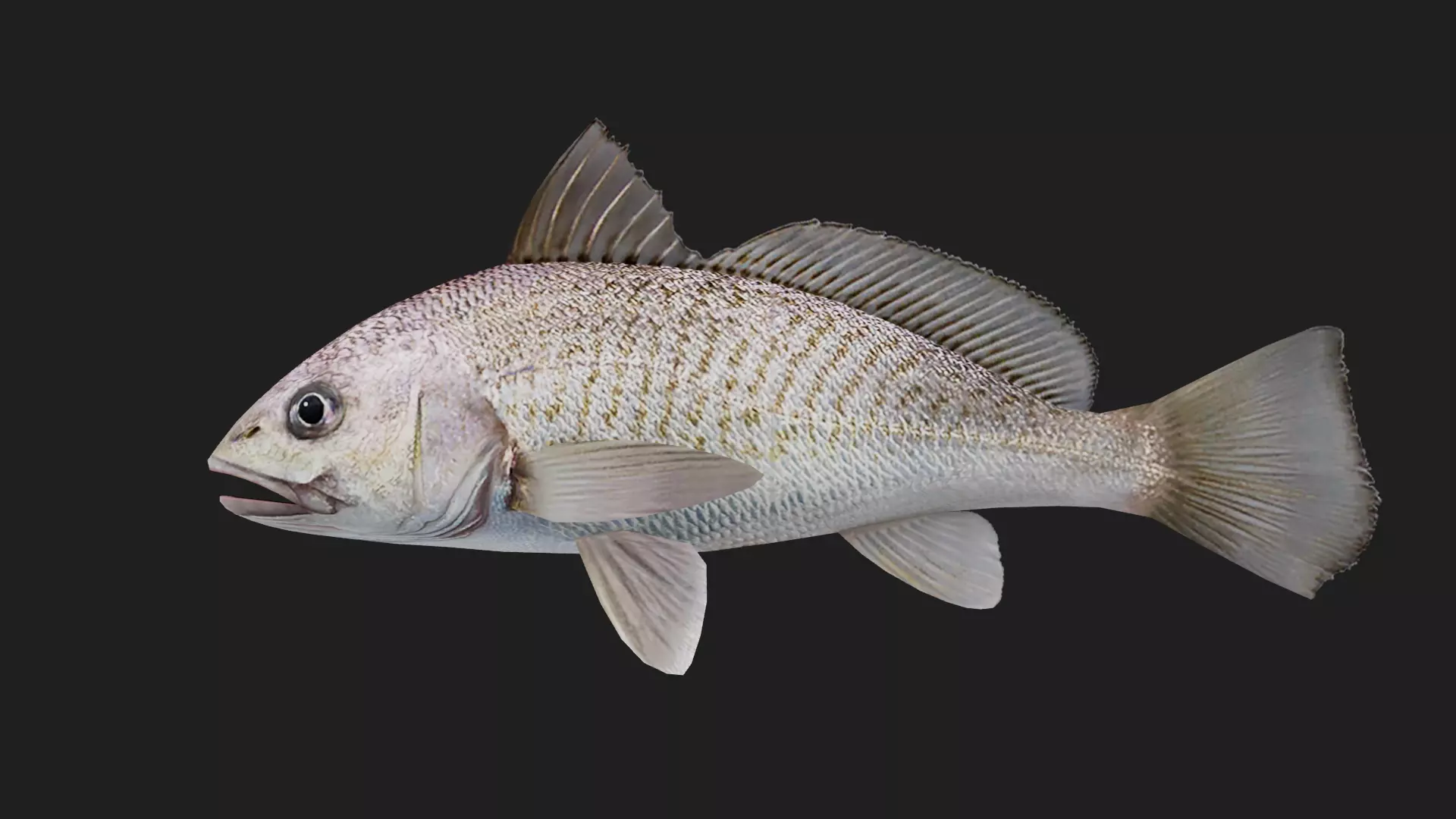 Bass fish Low-poly 3D model_0