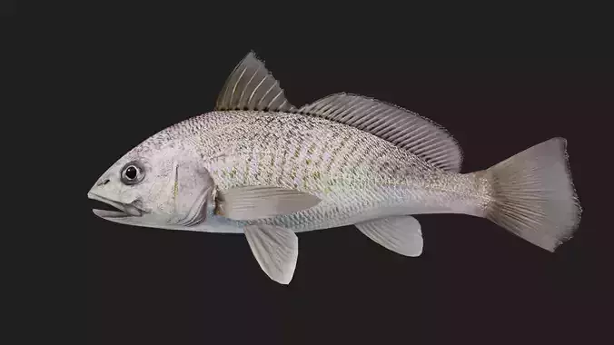 Bass fish Low-poly 3D model