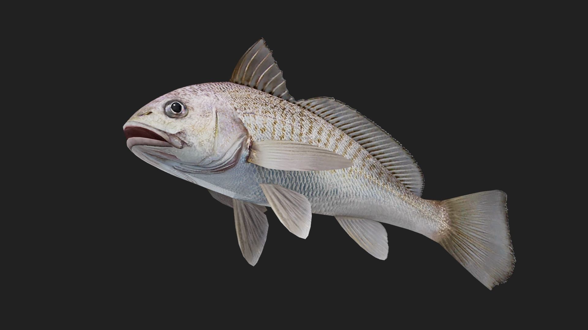 Bass fish Low-poly 3D model_4