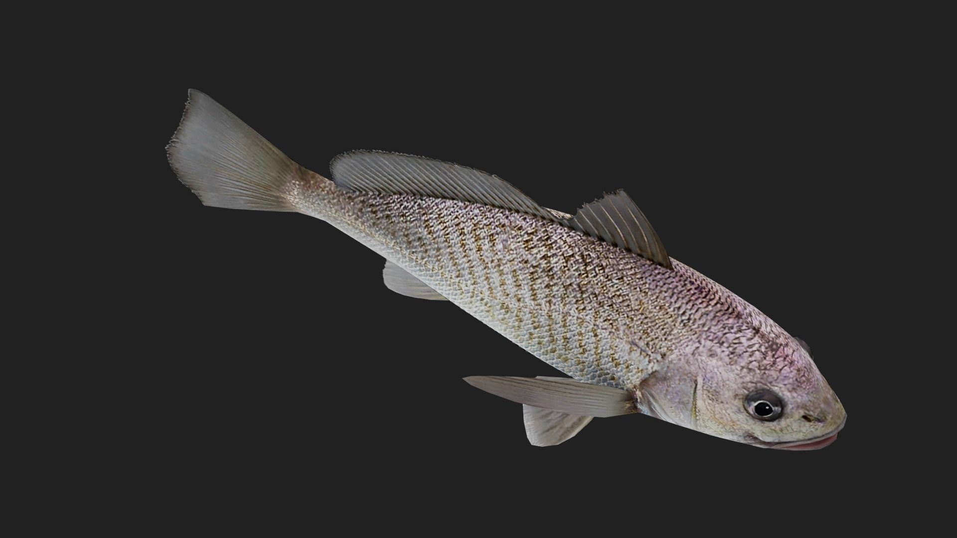 Bass fish Low-poly 3D model_2