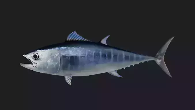 Tuna fish Low-poly 3D model
