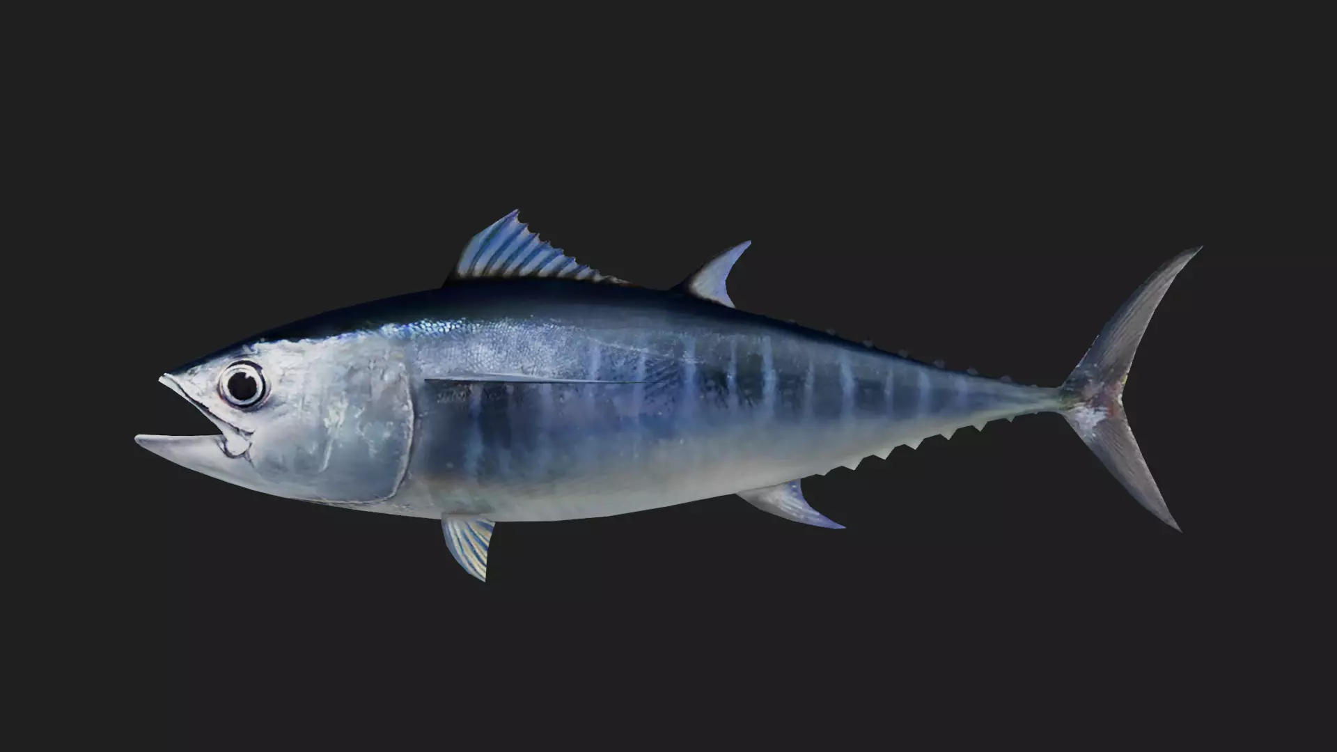 Tuna fish Low-poly 3D model_0