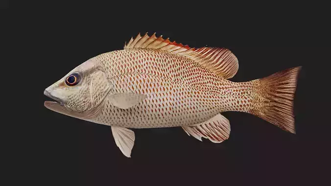 Snapper Low-poly 3D model