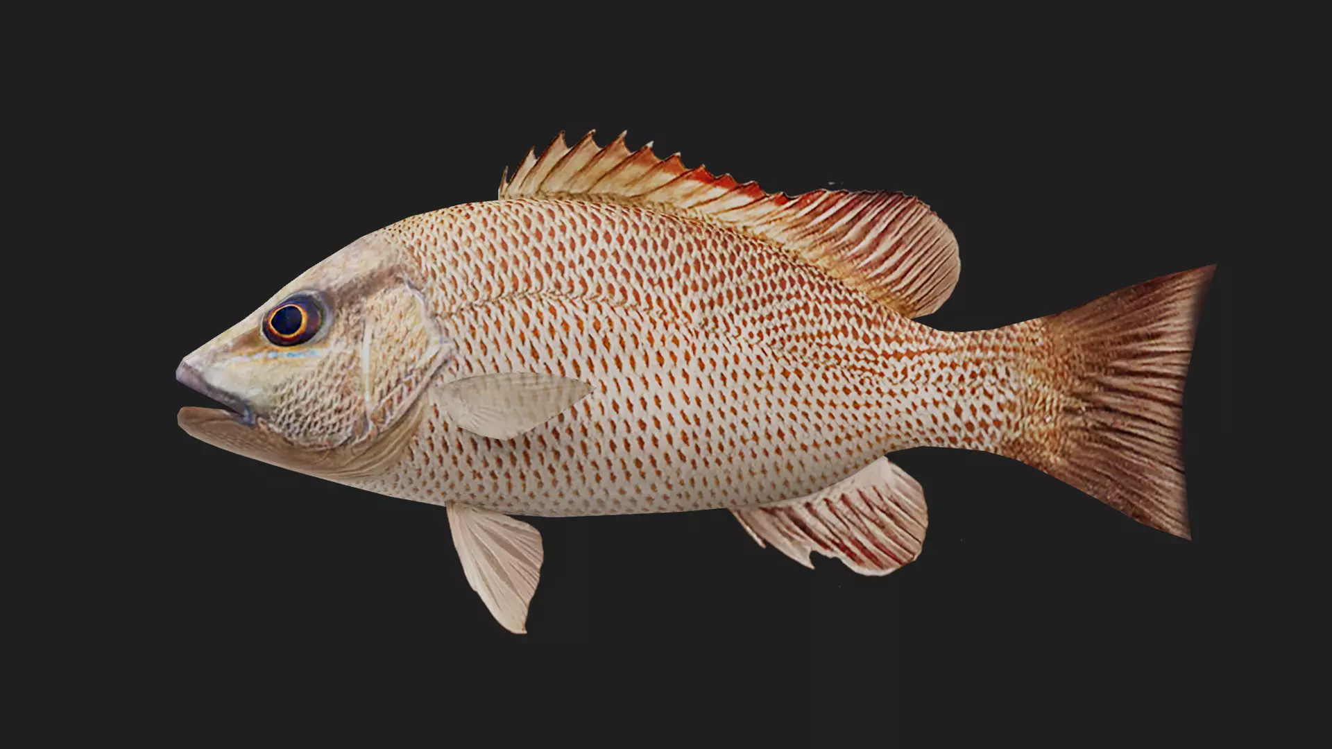 Snapper Low-poly 3D model_0